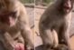 В Китае шутка туристки вывела из себя обезьяну