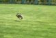 В Мариуполе на футбольном поле был замечен заяц