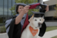 Собаке присвоили докторскую степень