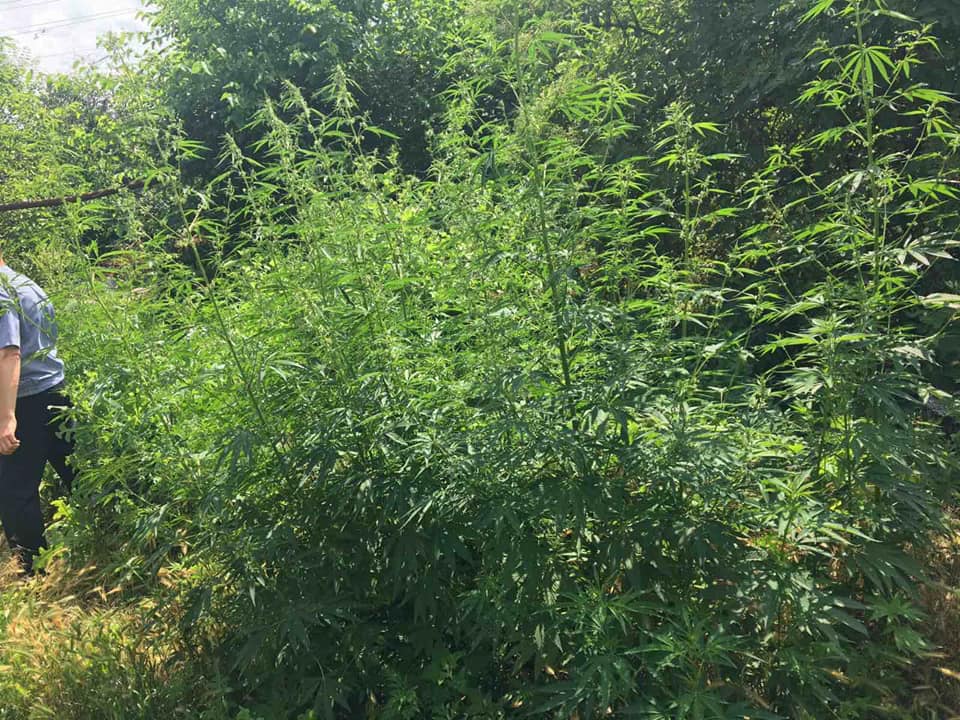 Знову виявлено посів конопель ,на цей раз у Томаківському районі. Знову виявлено посів конопель ,на цей раз у Томаківському районі.