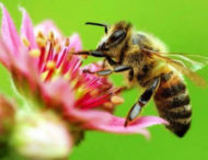 Нардепи пропонують ввести кримінальну відповідальність за знищення бджіл