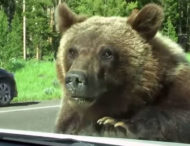 Медведь-гризли забрался в багажник авто