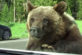 Медведь-гризли забрался в багажник авто