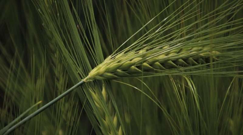 На Дніпропетровщині завершили посівну кампанію На Дніпропетровщині завершили посівну кампанію