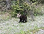 В Канаде замечен медвежонок гризли с белой головой