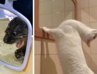 Когда животные встречаются со своим отражением в зеркале