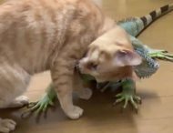 Кошка подружилась с ящерицей