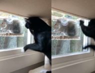 Кошка пыталась добраться к белке через стекло и развеселила Сеть