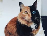 Кошка Химера из Аргентины пленила Интернет