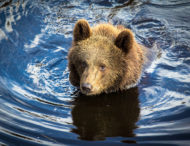 В США на реке люди освободили медведя, голова которого застряла в банке