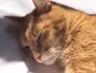 Хозяин спел колыбельную песню своему любимому коту (трогательное видео)
