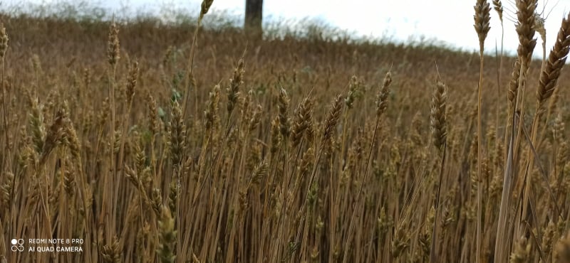 У НІКОПОЛЬСЬКОМУ РАЙОНІ РОЗПОЧАЛИСЯ ЖНИВА. У НІКОПОЛЬСЬКОМУ РАЙОНІ РОЗПОЧАЛИСЯ ЖНИВА.