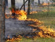 Із початку літа у лісах Дніпропетровщини сталося 60 пожеж