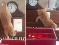 Кот на пианино исполнил «кошачий вальс»
