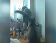 Коты-хулиганы устроили в доме беспорядок