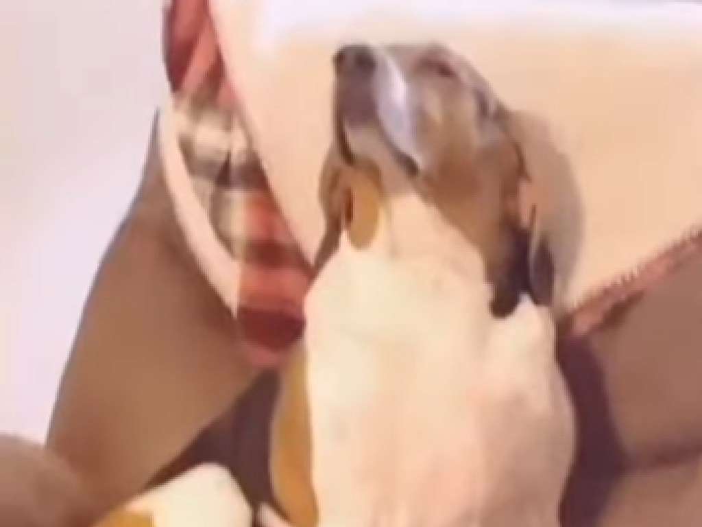 Хозяев шокировал вид виноватого пса Хозяев шокировал вид виноватого пса