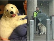 Охранник магазина приютил собаку под зонтом и прославился