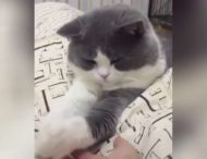 Кот отказал хозяину в рукопожатии