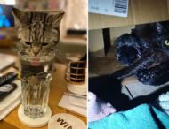 Эти кошки случайно забрели в чужие дома и нашли свое счастье