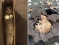 Эти коты предпочли странные места для отдыха