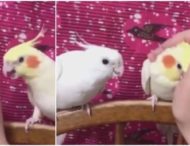 Попугай ревновал хозяина к другой птице