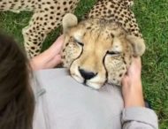 Девушка искусно укротила леопарда