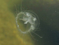 В реке Днепр обнаружены медузы