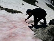 Розовый лед появился в Альпах