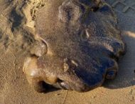 Австралийка нашла на пляже загадочное морское существо