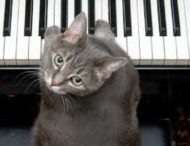 Кот случайно сыграл на пианино
