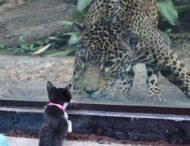 Работники зоопарка решили познакомить леопарда с кошкой