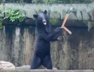 Медведь удивил умением крутить нунчаки