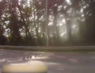 Полиция помогла утятам дойти до поля