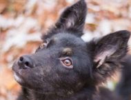 Пользователей очаровали нежные объятья пса и спящего младенца