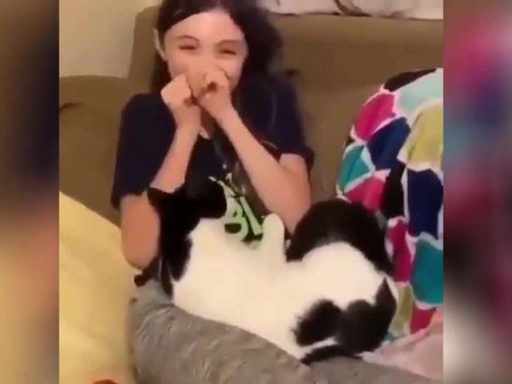 Сеть покорила любвеобильная кошка Сеть покорила любвеобильная кошка