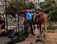 Мужчина приехал за алкогольными напитками верхом на коне