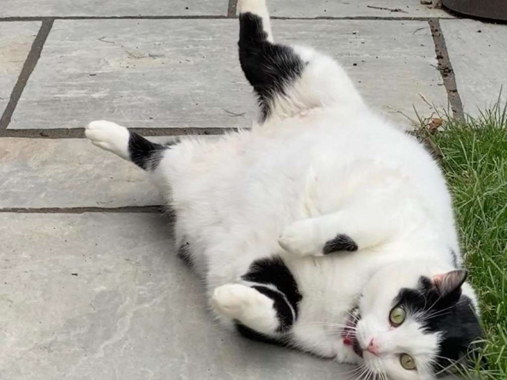 Сеть покорил пухлый кот похожий на корову Сеть покорил пухлый кот похожий на корову