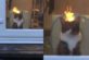 Видео с «горящим» котом взорвало Сеть