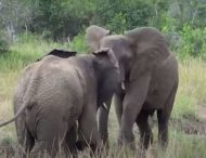 Как слоны выясняют отношения