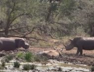 Бегемот влюбился в носорога