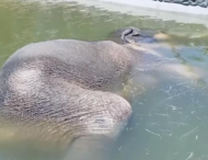 Слон уснул под водой