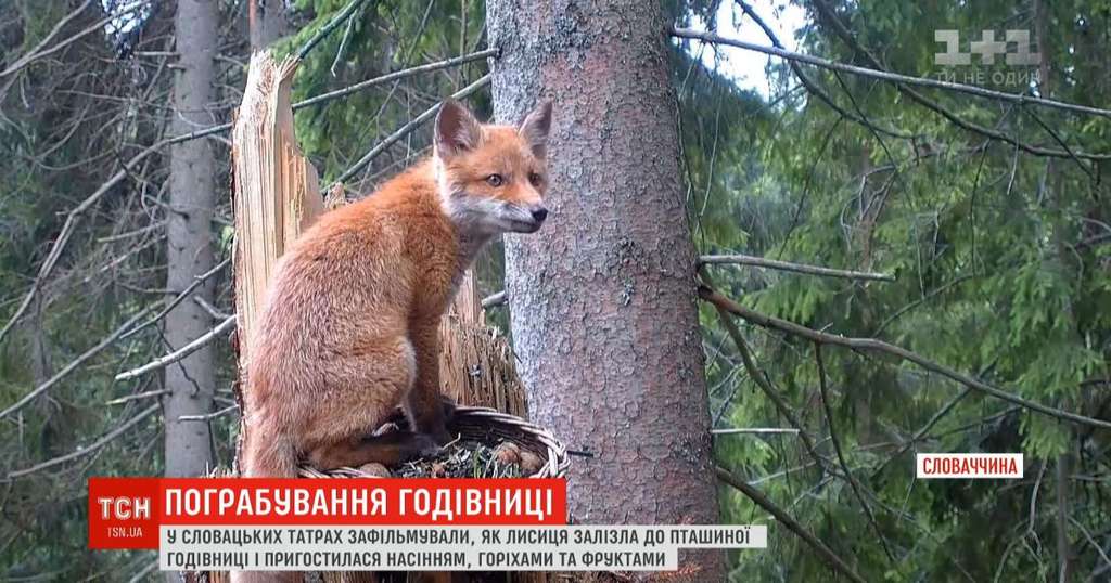 Лиса залезла в птичью кормушку Лиса залезла в птичью кормушку