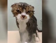 Суровый кот мужественно вытерпел процедуру купания
