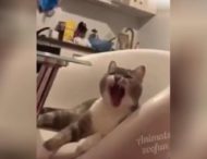 Кот зевнул и стал популярным