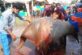 В Индии рыбаки выловили гигантского ската