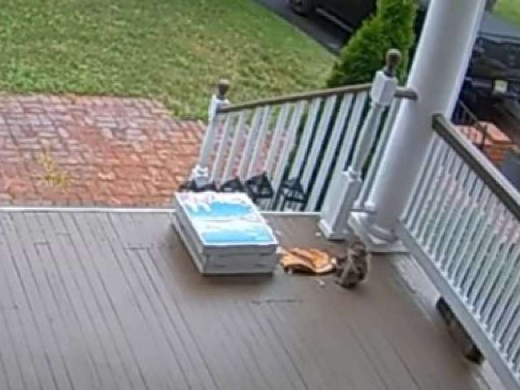 Хитрая белка стащила пиццу Хитрая белка стащила пиццу