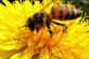 Мешканцям Дніпропетровщини нагадали, що робити при укусі бджоли (КОРИСНО)