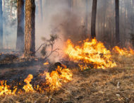 У 2020-му в екосистемах Дніпропетровщини сталося понад 3,7 тис пожеж