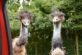 В Австралии страусам запретили заходить в паб