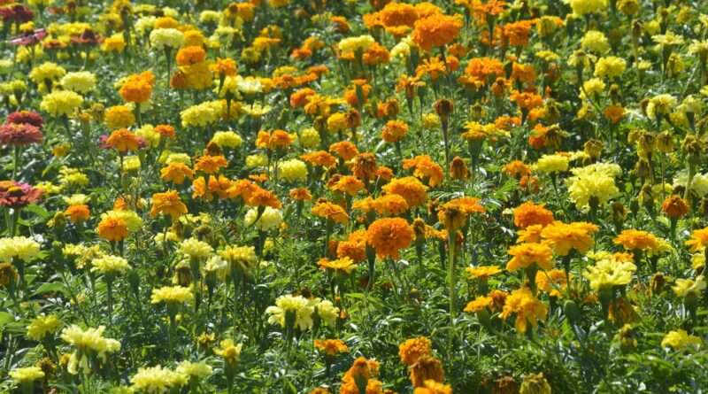 На Дніпропетровщині ботанічний сад манить різнотрав’ям (Фото) На Дніпропетровщині ботанічний сад манить різнотрав’ям (Фото)